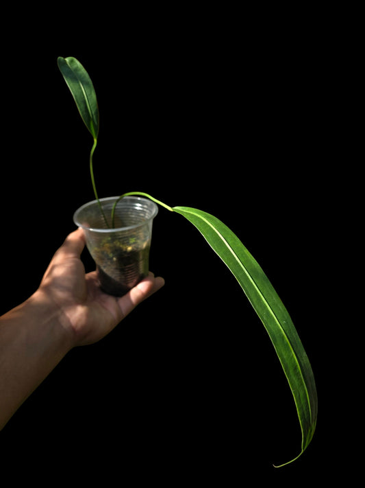 Anthurium Friedrichsthalii Wild Ecotype' (EXACT PLANT)