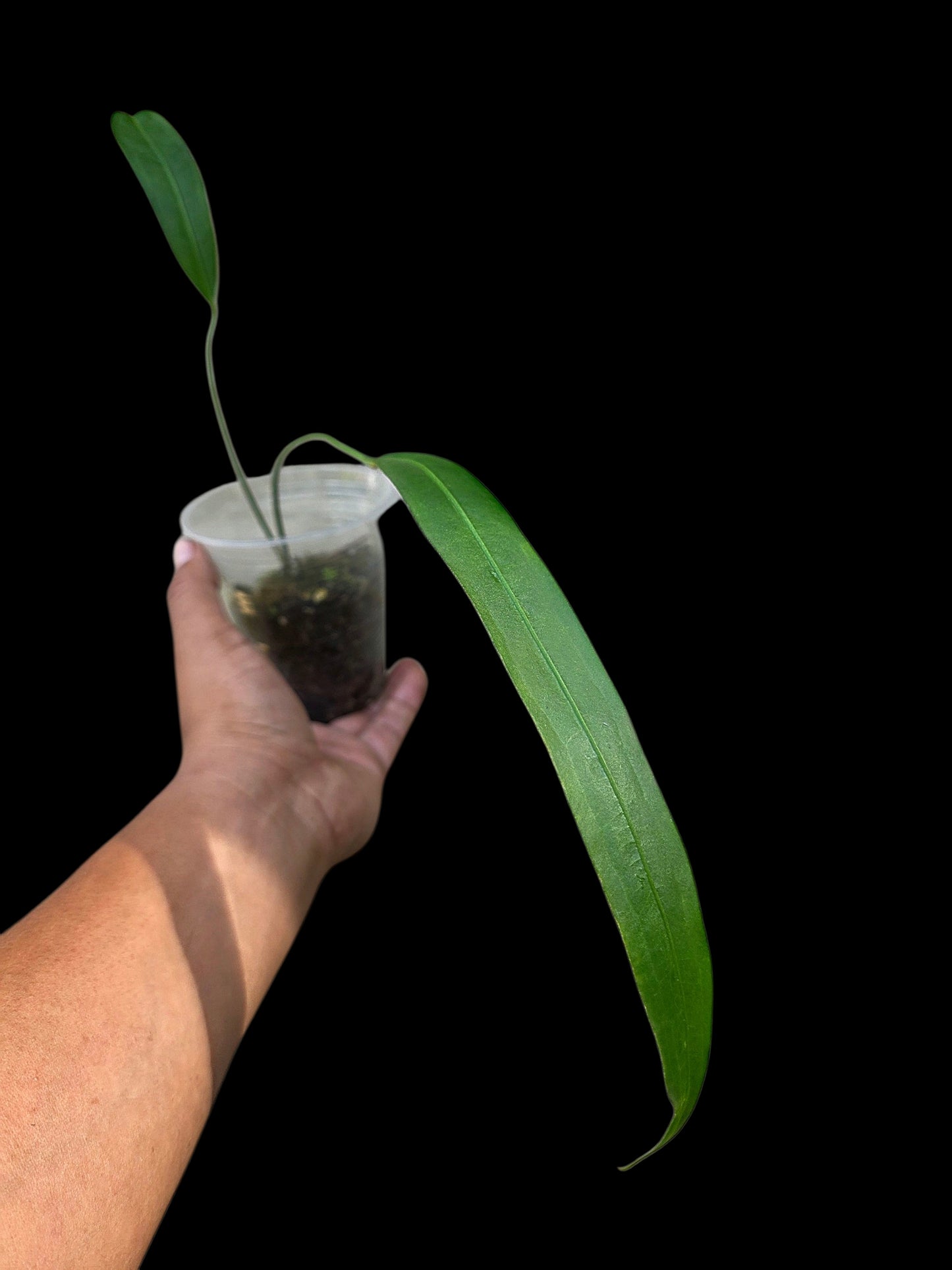 Anthurium Friedrichsthalii Wild Ecotype' (EXACT PLANT)