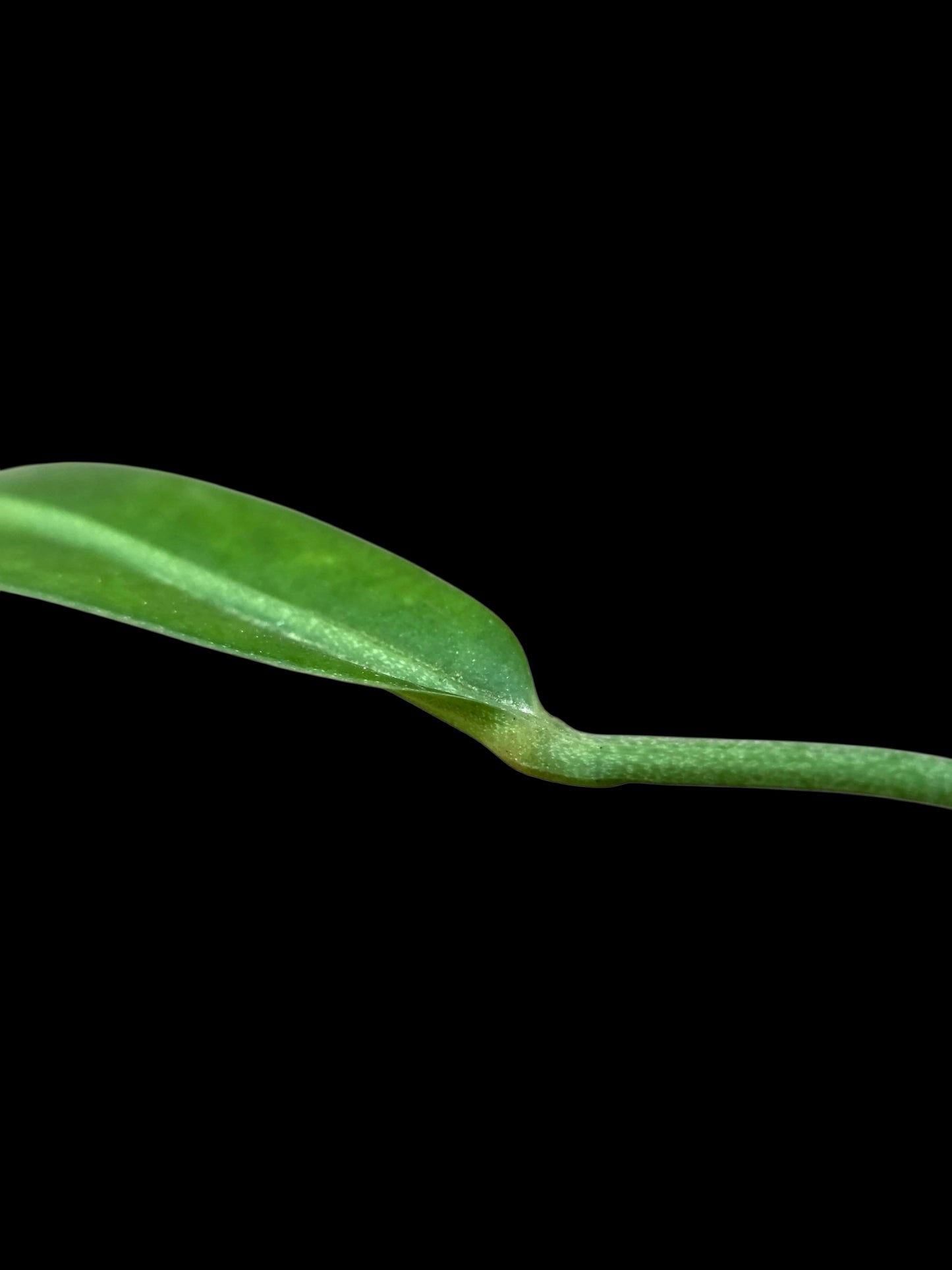 Anthurium Friedrichsthalii Wild Ecotype' (EXACT PLANT)