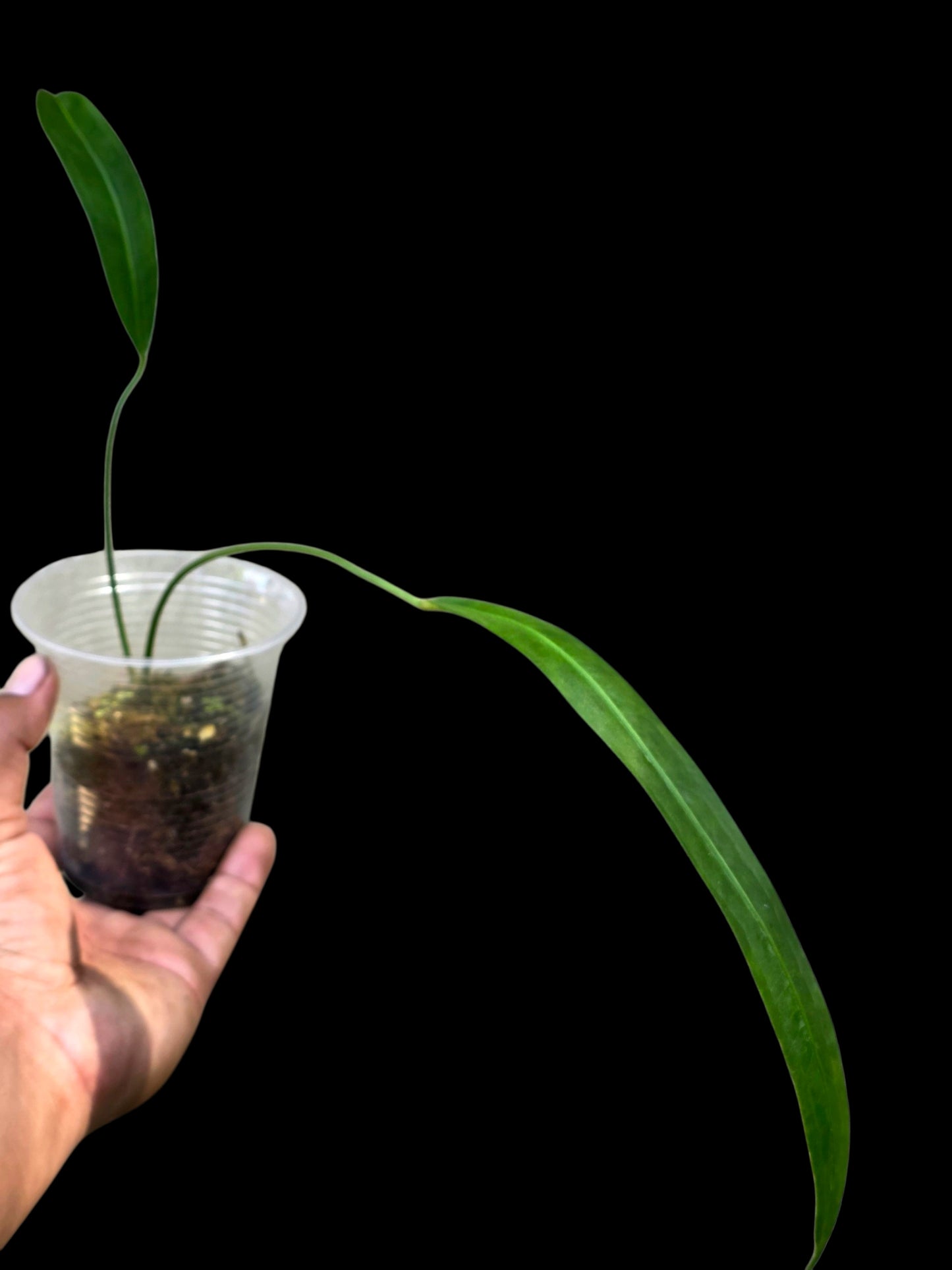 Anthurium Friedrichsthalii Wild Ecotype' (EXACT PLANT)
