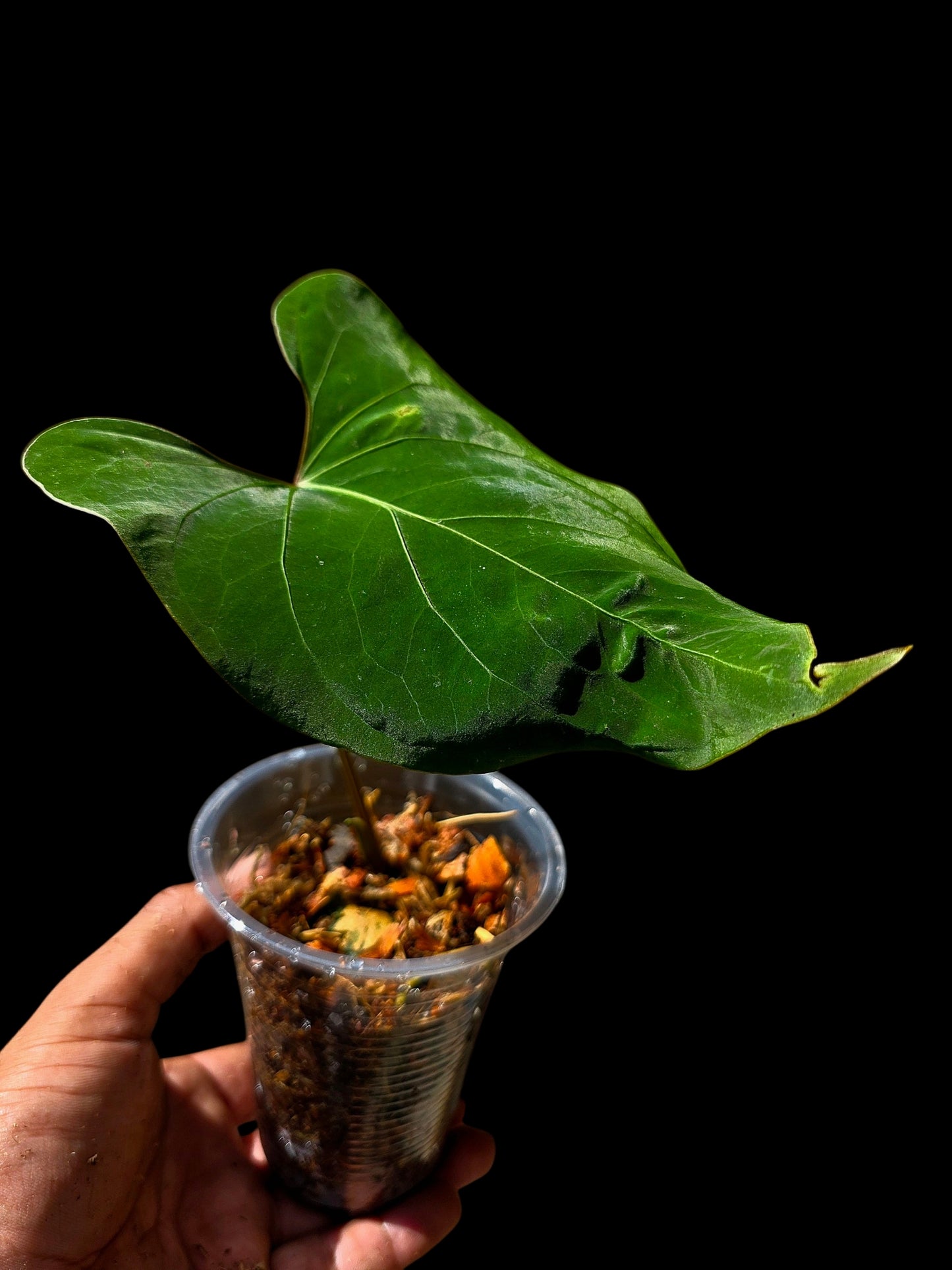 Anthurium sp. 'Huanuco Velvet' Wild Ecotype (EXACT PLANT)