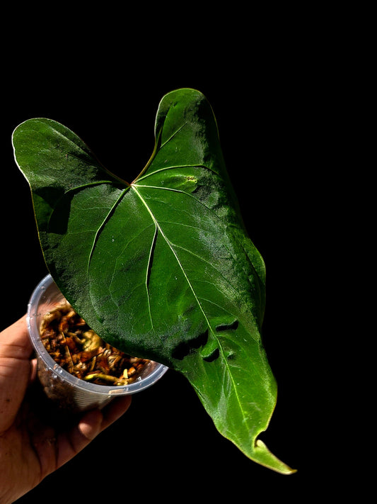 Anthurium sp. 'Huanuco Velvet' Wild Ecotype (EXACT PLANT)
