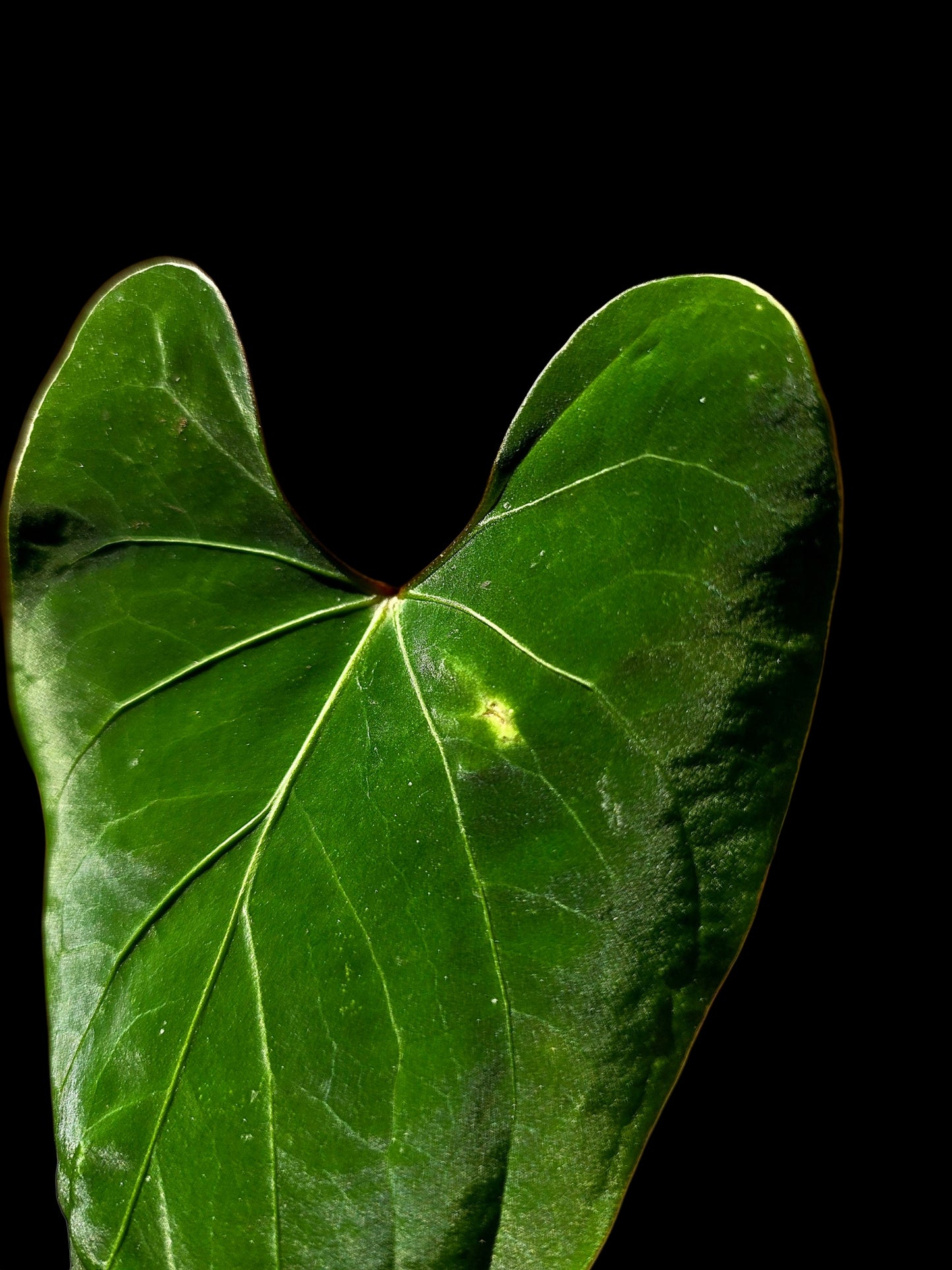 Anthurium sp. 'Huanuco Velvet' Wild Ecotype (EXACT PLANT)