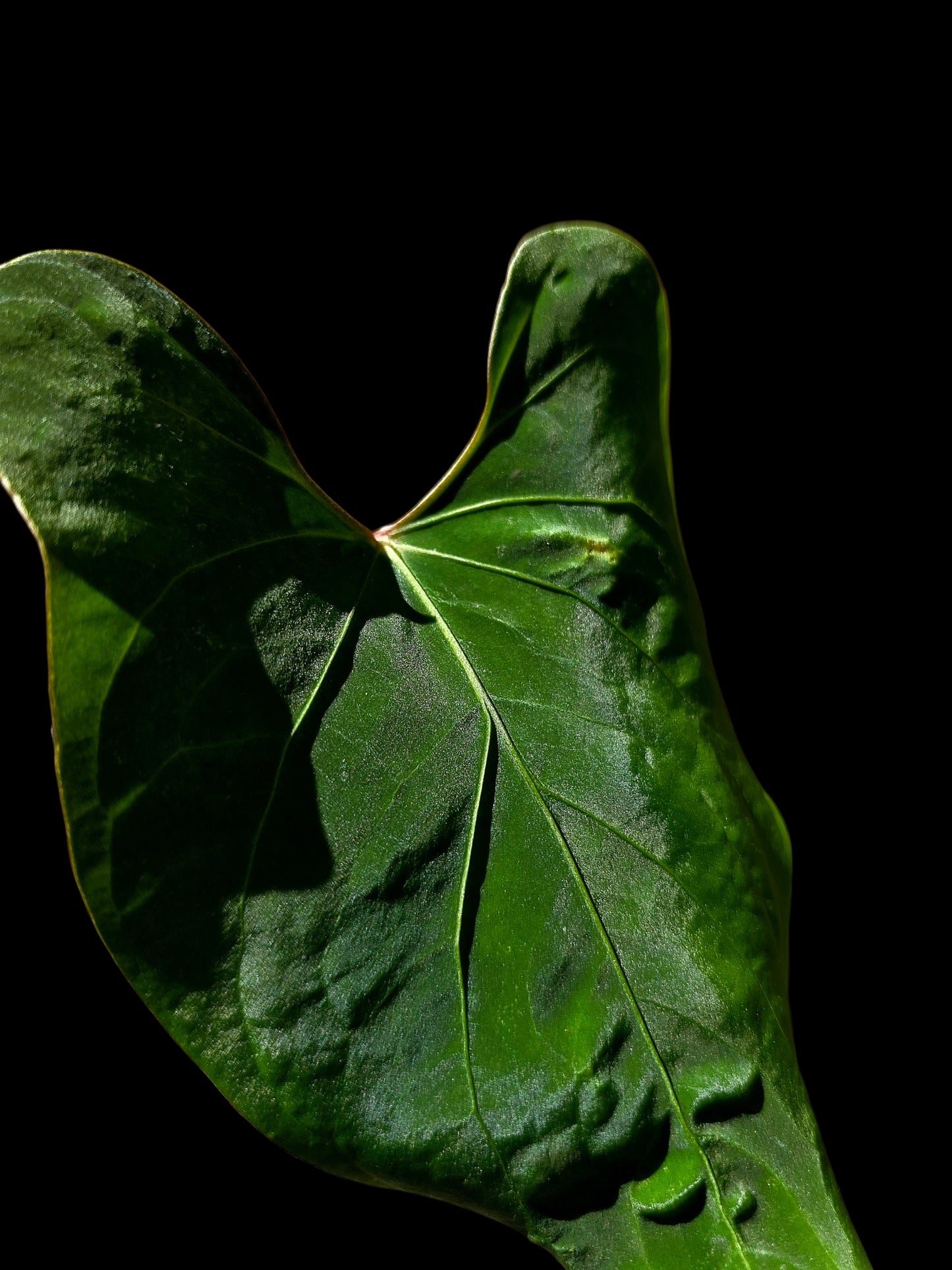 Anthurium sp. 'Huanuco Velvet' Wild Ecotype (EXACT PLANT)