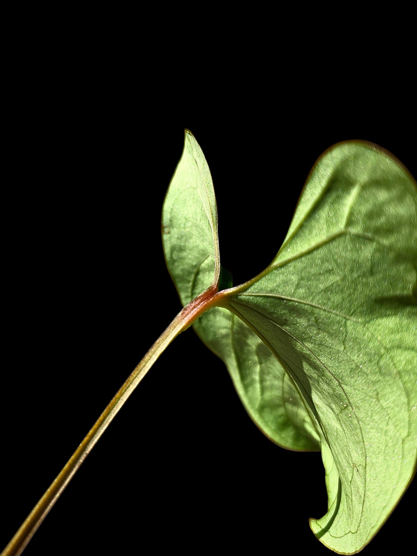 Anthurium sp. 'Huanuco Velvet' Wild Ecotype (EXACT PLANT)