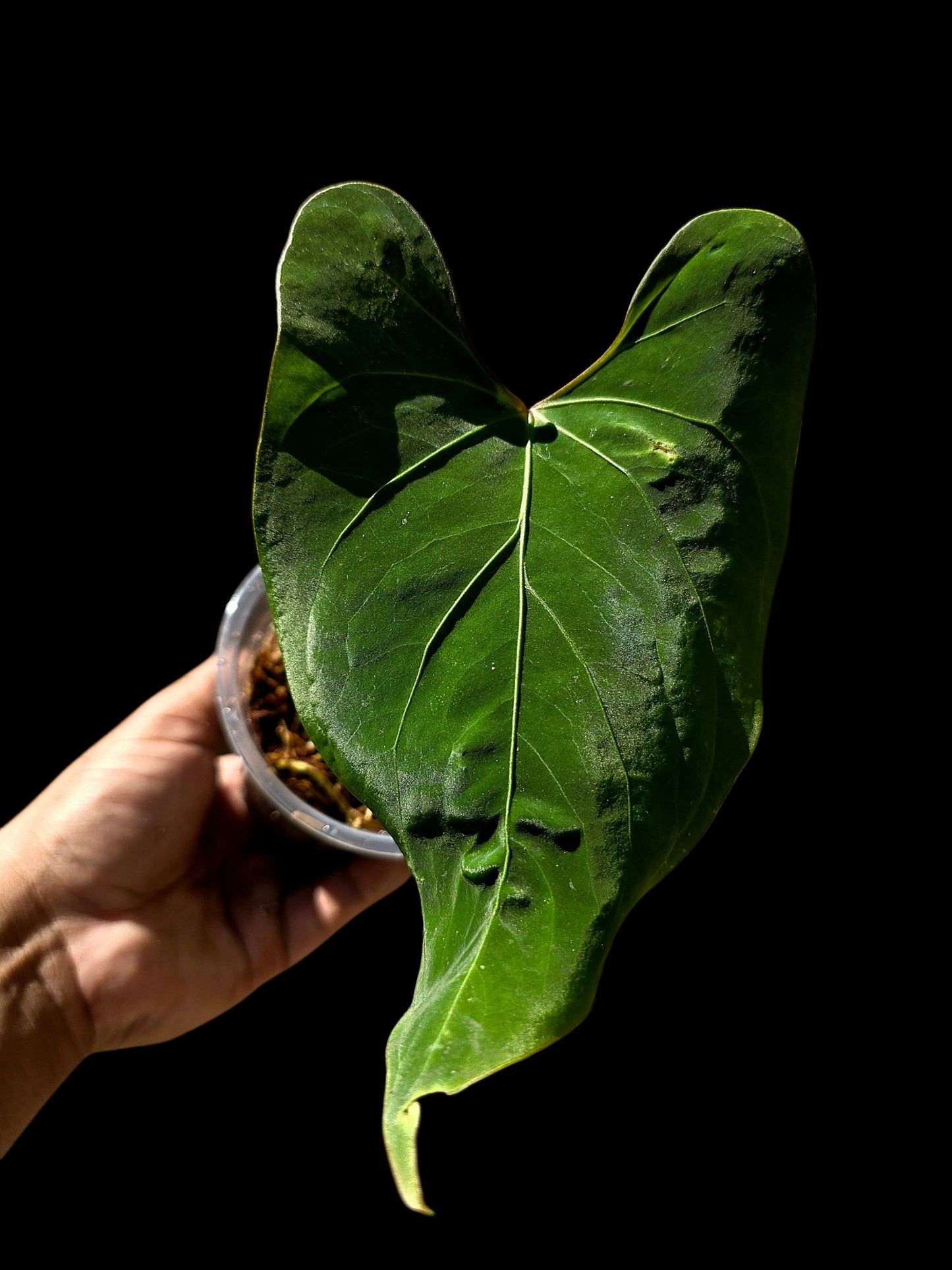 Anthurium sp. 'Huanuco Velvet' Wild Ecotype (EXACT PLANT)