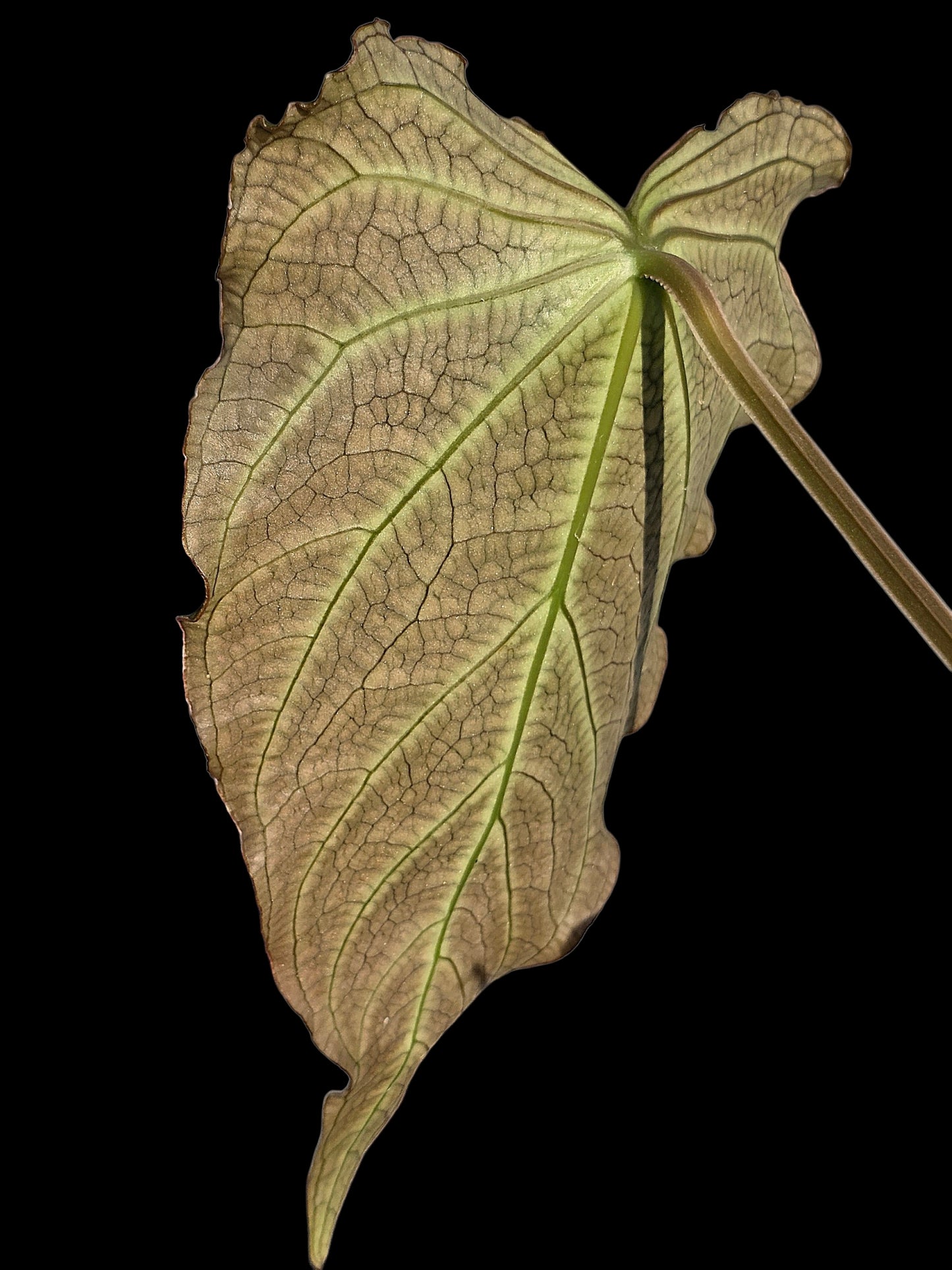 Anthurium sp. 'Andinum Lattice Crispus' Wild Ecotype (EXACT PLANT)
