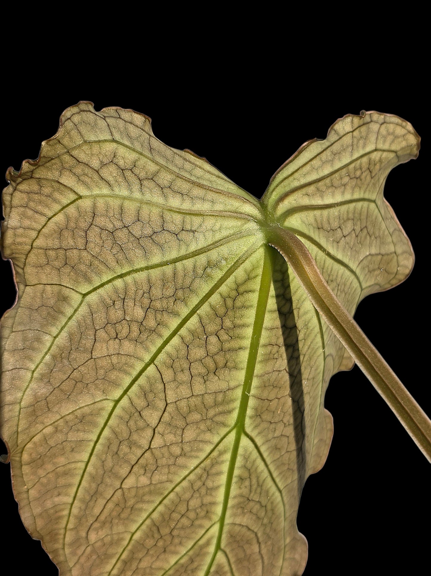 Anthurium sp. 'Andinum Lattice Crispus' Wild Ecotype (EXACT PLANT)