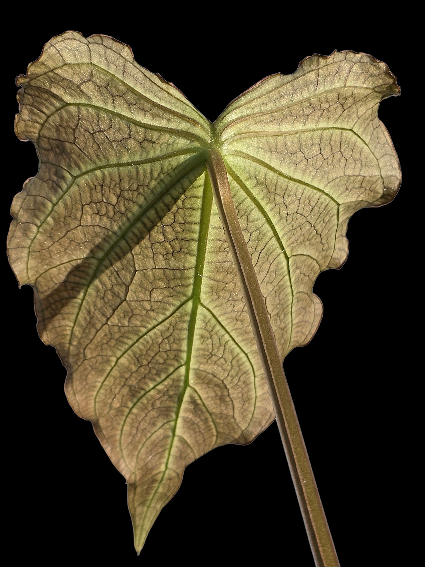 Anthurium sp. 'Andinum Lattice Crispus' Wild Ecotype (EXACT PLANT)