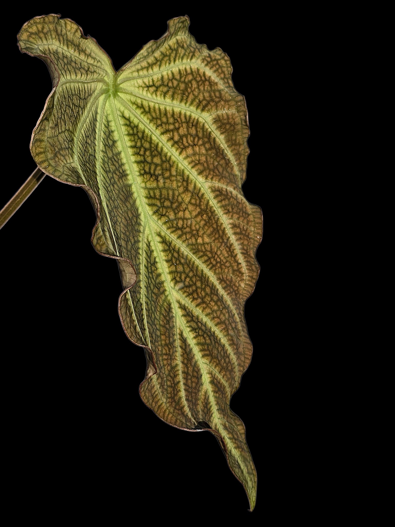 anthurium microspadix Anthurium sp. 'Andinum Lattice Crispus' Wild Ecotype (EXACT PLANT) – Amazon Plants Peru