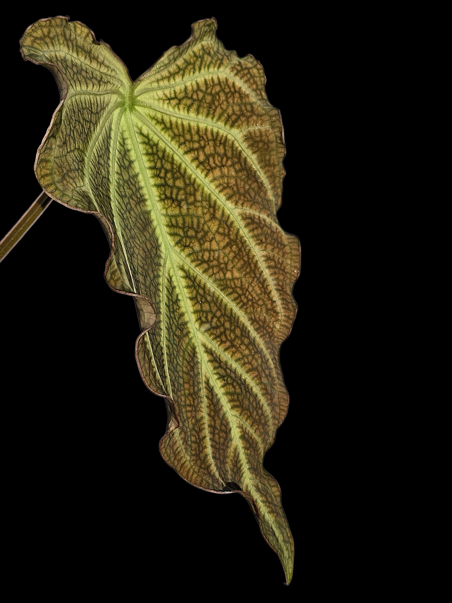 Anthurium sp. 'Andinum Lattice Crispus' Wild Ecotype (EXACT PLANT)