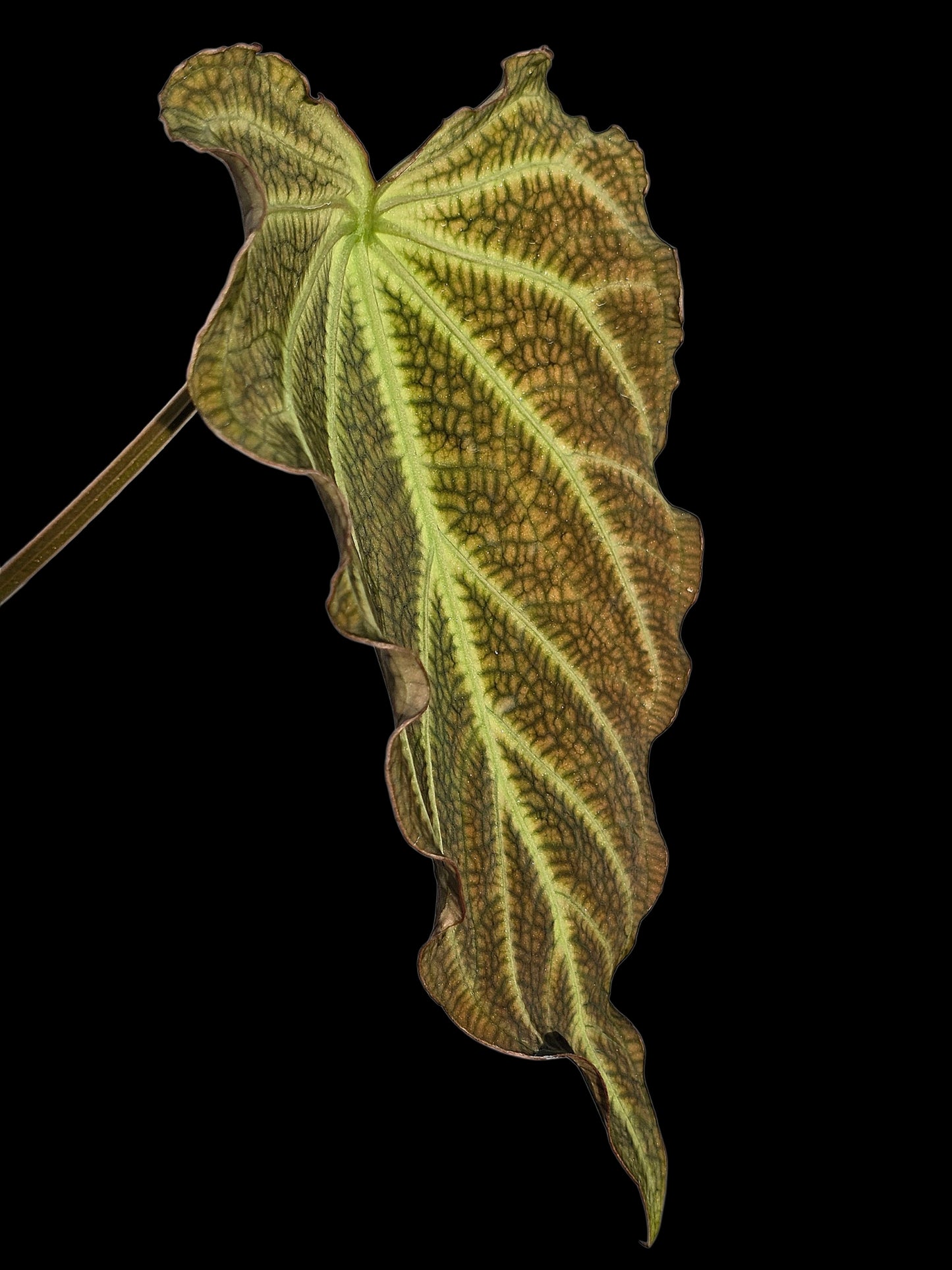 Anthurium sp. 'Andinum Lattice Crispus' Wild Ecotype (EXACT PLANT)