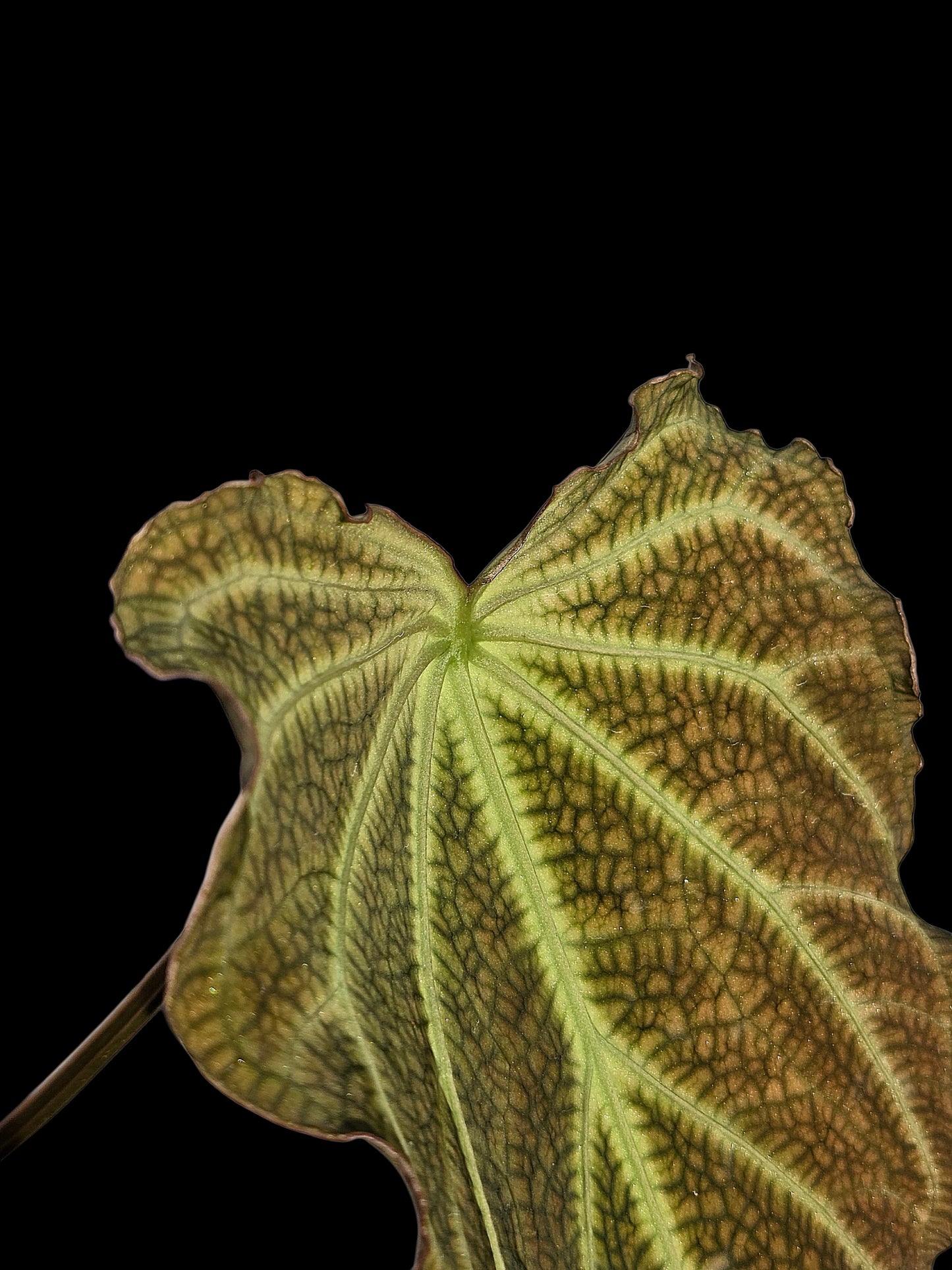 Anthurium sp. 'Andinum Lattice Crispus' Wild Ecotype (EXACT PLANT)