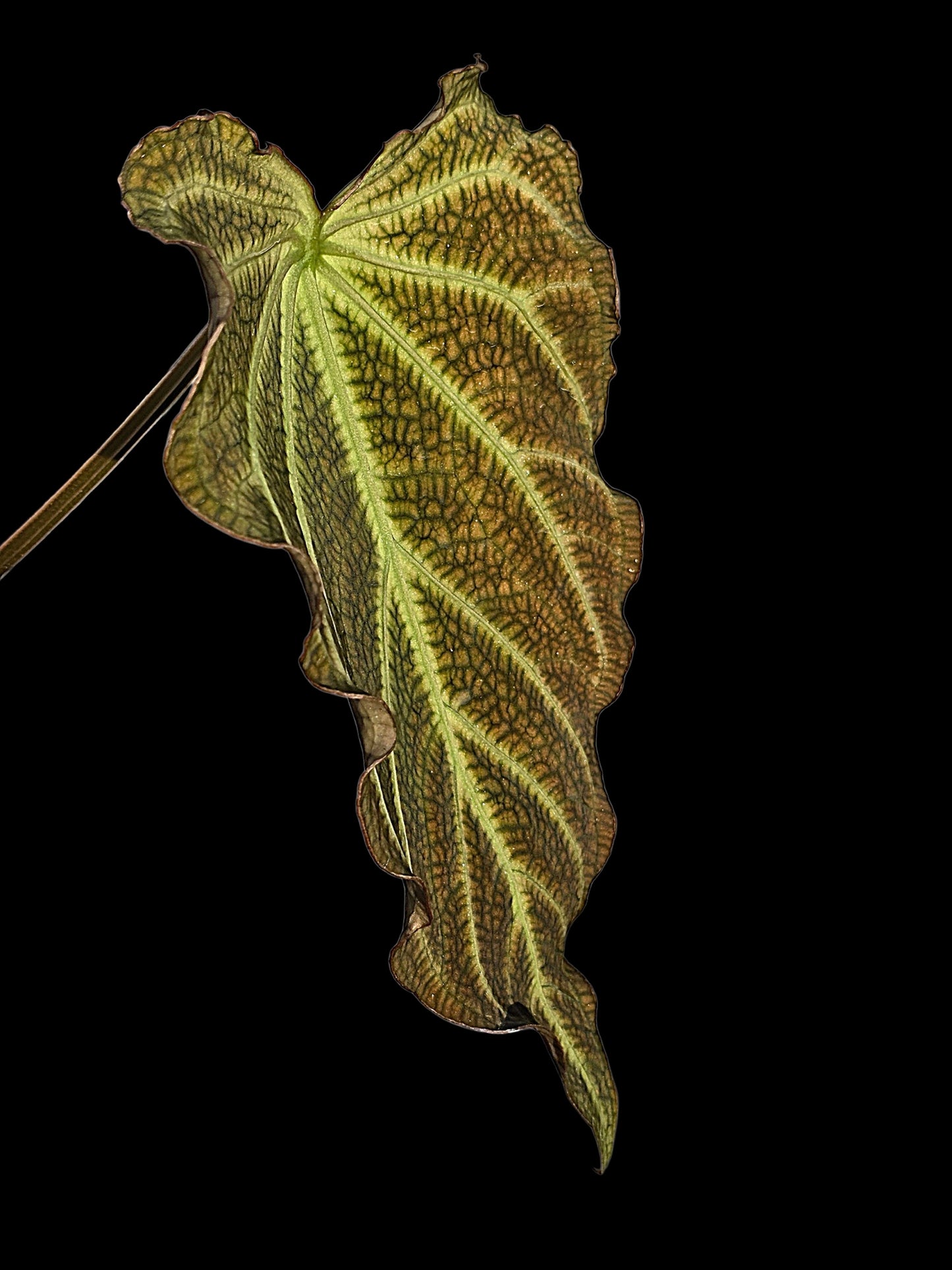 Anthurium sp. 'Andinum Lattice Crispus' Wild Ecotype (EXACT PLANT)
