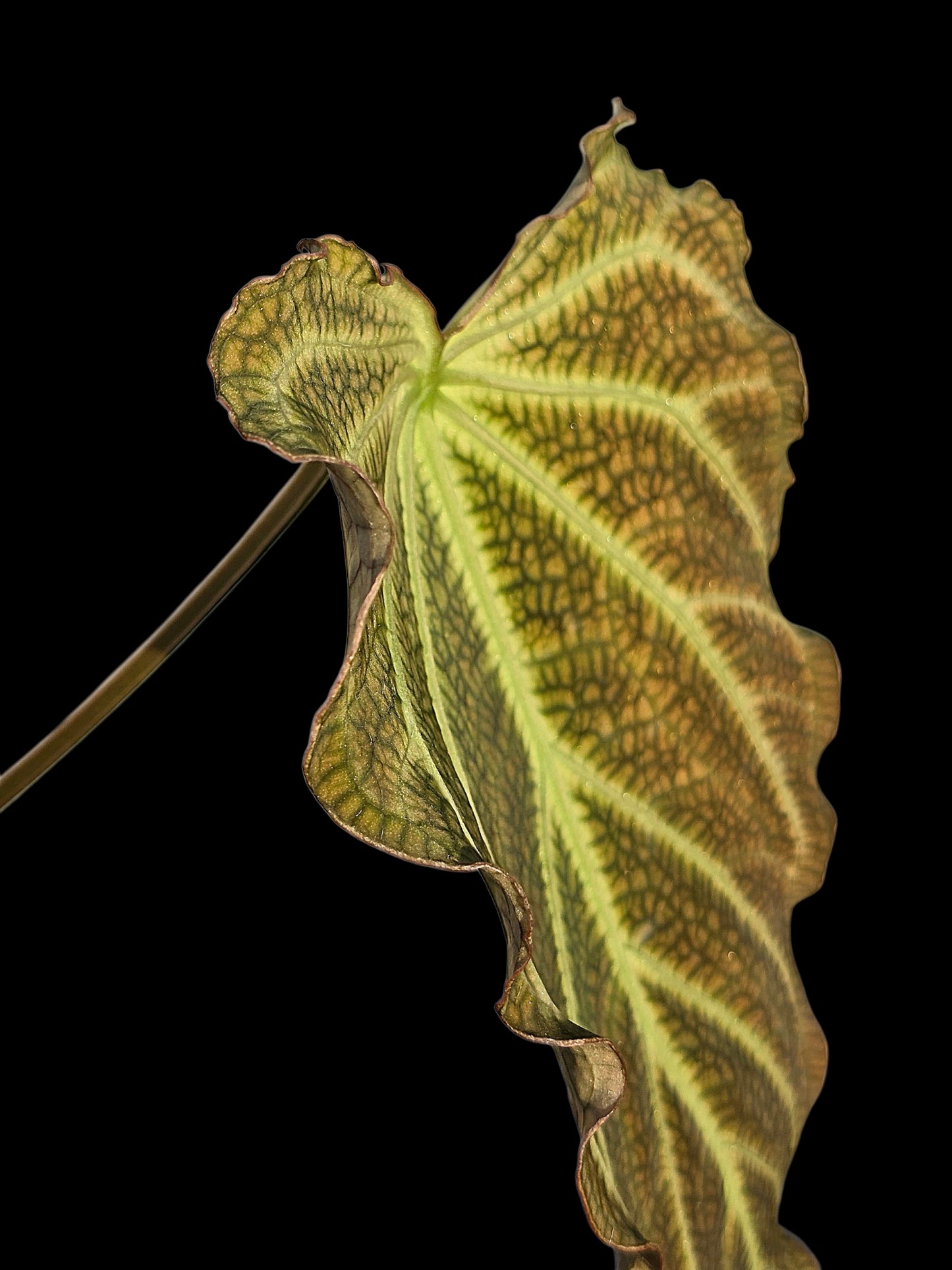 Anthurium sp. 'Andinum Lattice Crispus' Wild Ecotype (EXACT PLANT)