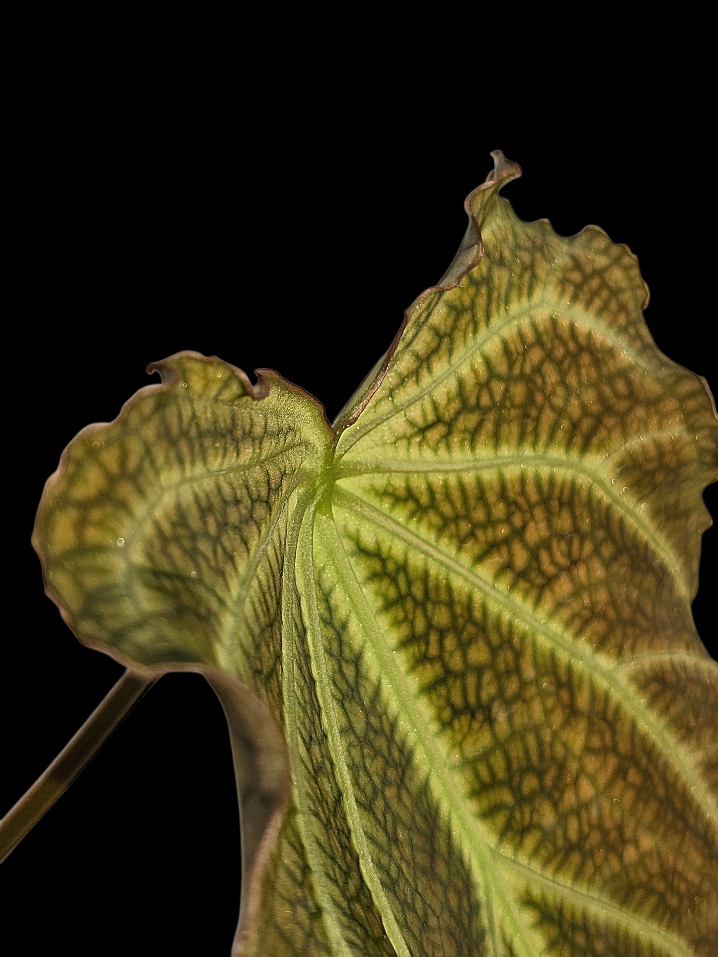 Anthurium sp. 'Andinum Lattice Crispus' Wild Ecotype (EXACT PLANT)