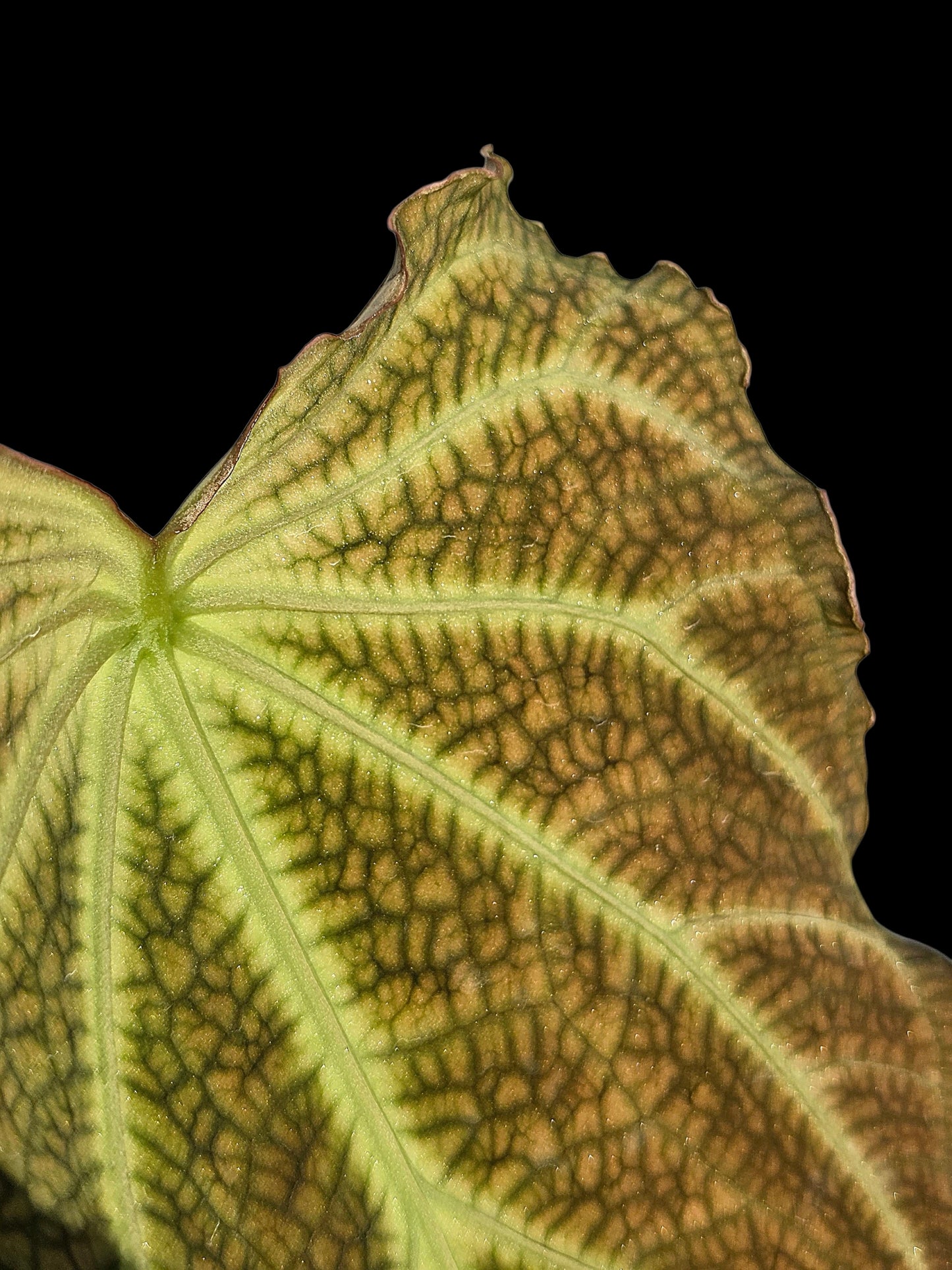 Anthurium sp. 'Andinum Lattice Crispus' Wild Ecotype (EXACT PLANT)