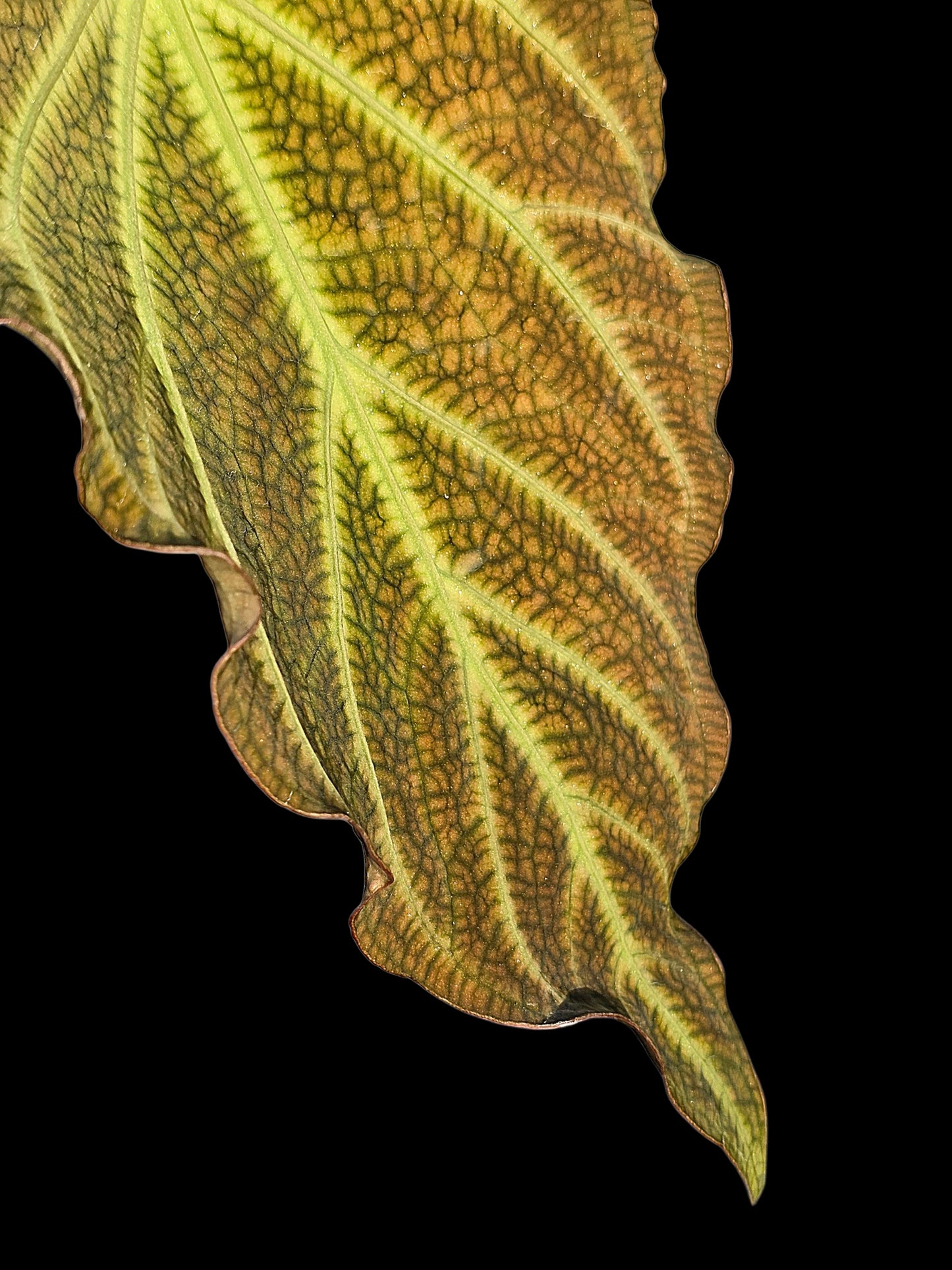 Anthurium sp. 'Andinum Lattice Crispus' Wild Ecotype (EXACT PLANT)