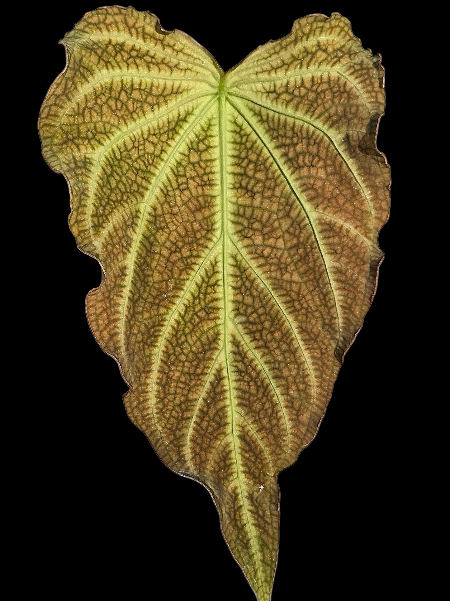 Anthurium sp. 'Andinum Lattice Crispus' Wild Ecotype (EXACT PLANT)
