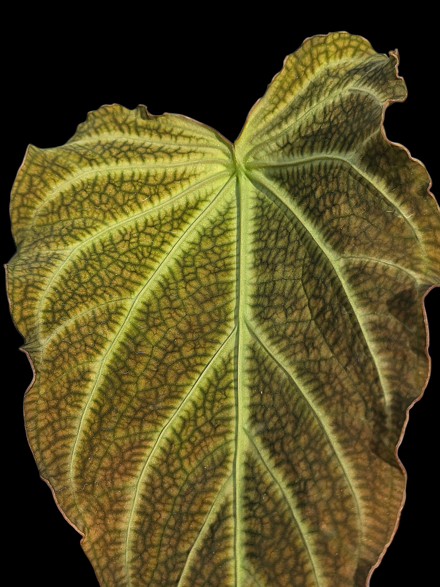 Anthurium sp. 'Andinum Lattice Crispus' Wild Ecotype (EXACT PLANT)