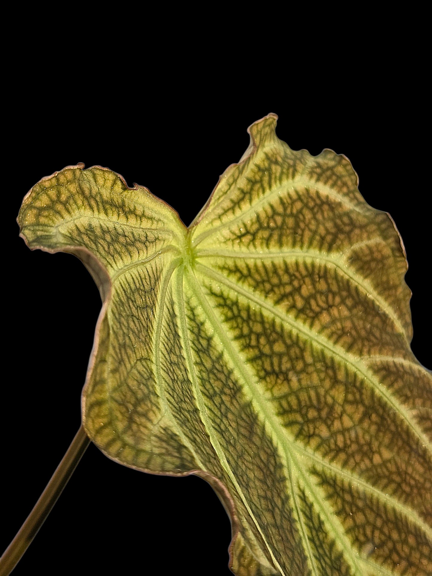 Anthurium sp. 'Andinum Lattice Crispus' Wild Ecotype (EXACT PLANT)