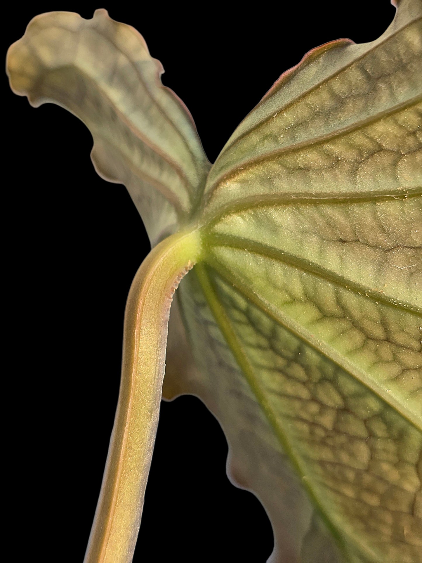 Anthurium sp. 'Andinum Lattice Crispus' Wild Ecotype (EXACT PLANT)