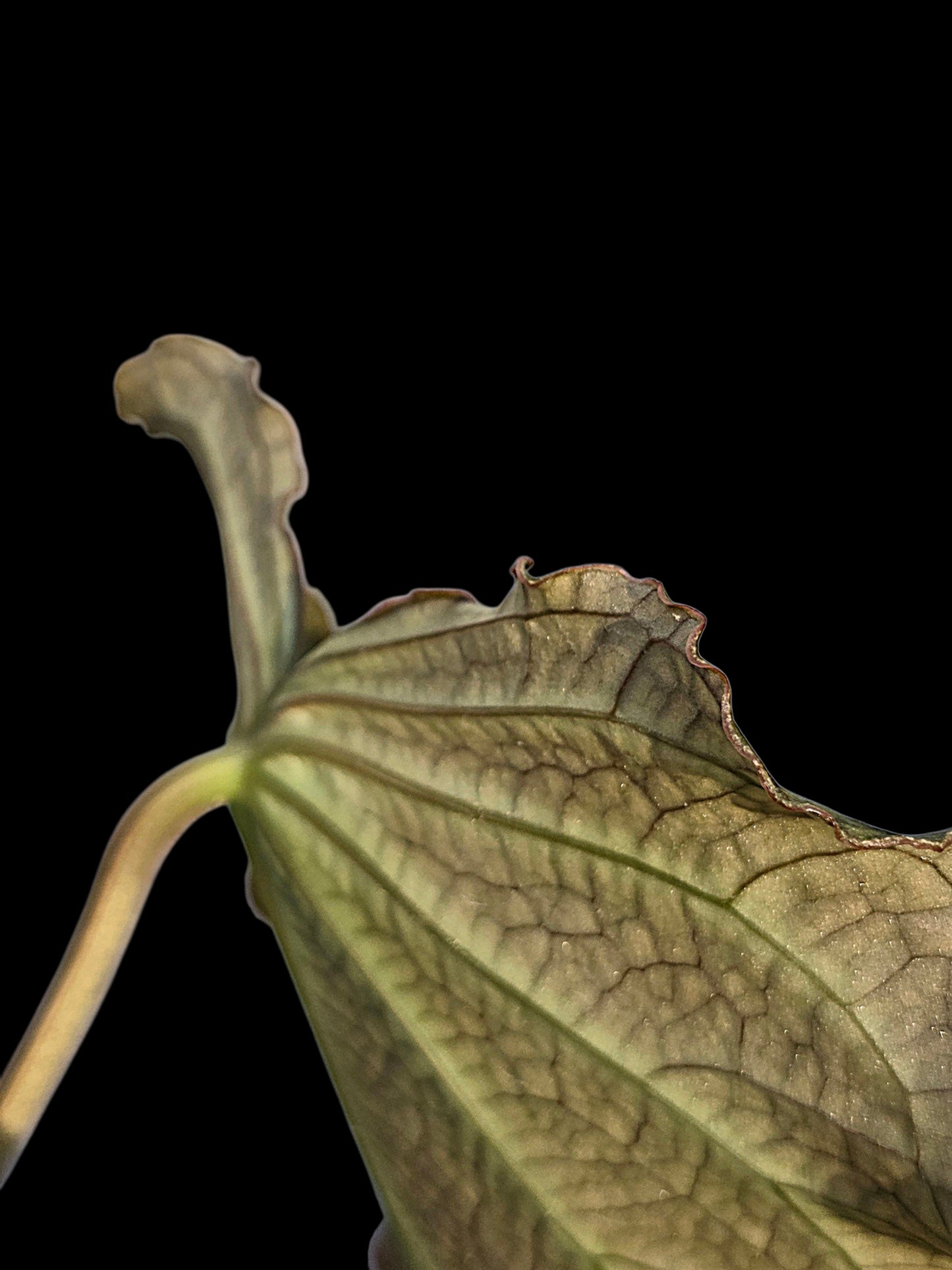 Anthurium sp. 'Andinum Lattice Crispus' Wild Ecotype (EXACT PLANT)