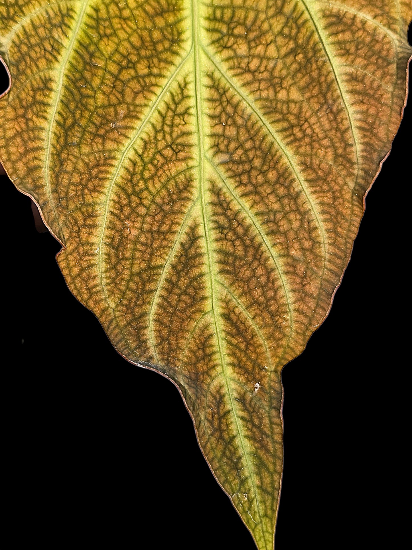 Anthurium sp. 'Andinum Lattice Crispus' Wild Ecotype (EXACT PLANT)