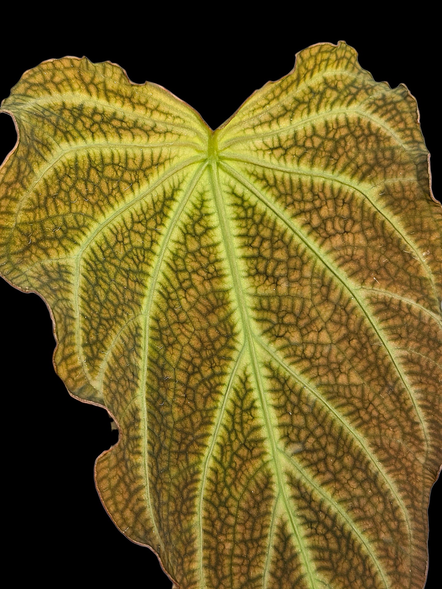 Anthurium sp. 'Andinum Lattice Crispus' Wild Ecotype (EXACT PLANT)