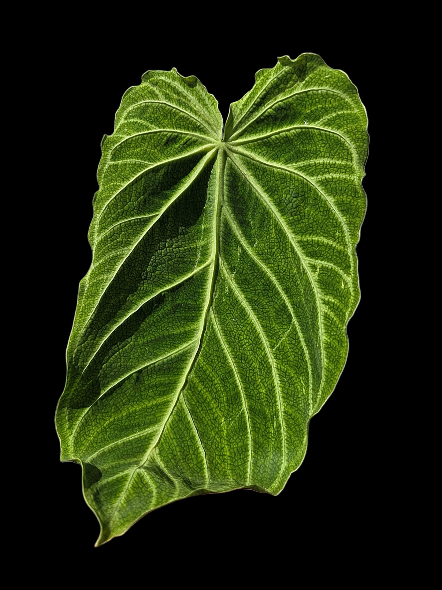 Anthurium sp. 'Andinum Lattice Crispus' Wild Ecotype (EXACT PLANT)