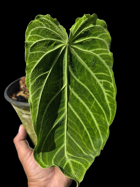 Anthurium sp. 'Andinum Lattice Crispus' Wild Ecotype (EXACT PLANT)
