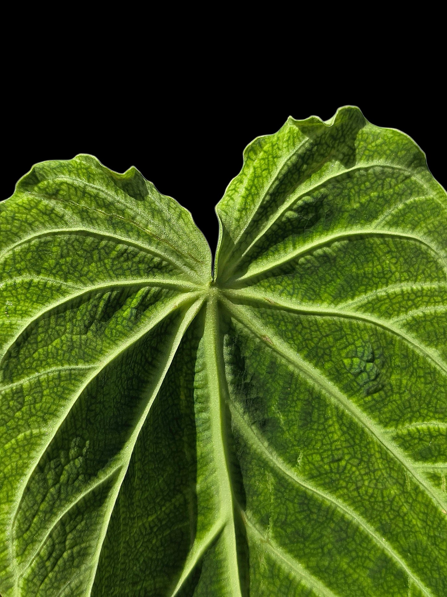 Anthurium sp. 'Andinum Lattice Crispus' Wild Ecotype (EXACT PLANT)