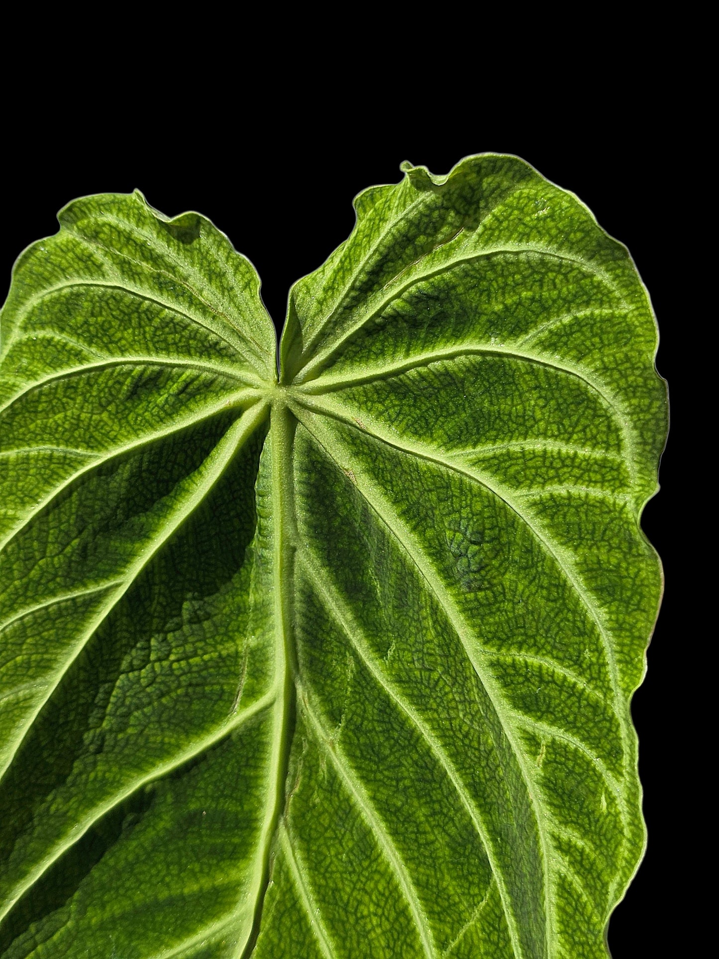 Anthurium sp. 'Andinum Lattice Crispus' Wild Ecotype (EXACT PLANT)