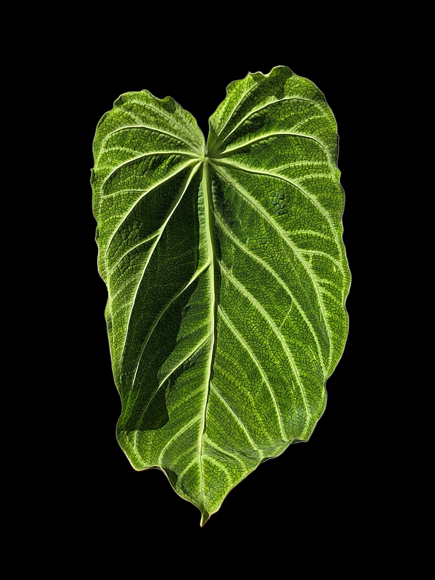 Anthurium sp. 'Andinum Lattice Crispus' Wild Ecotype (EXACT PLANT)