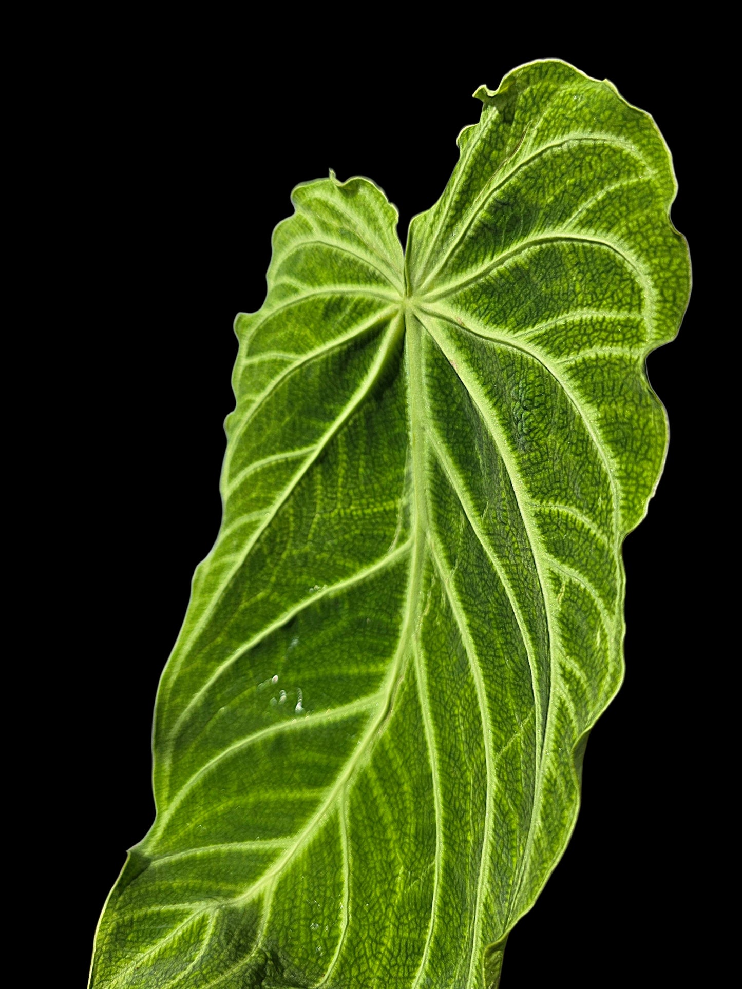 Anthurium sp. 'Andinum Lattice Crispus' Wild Ecotype (EXACT PLANT)