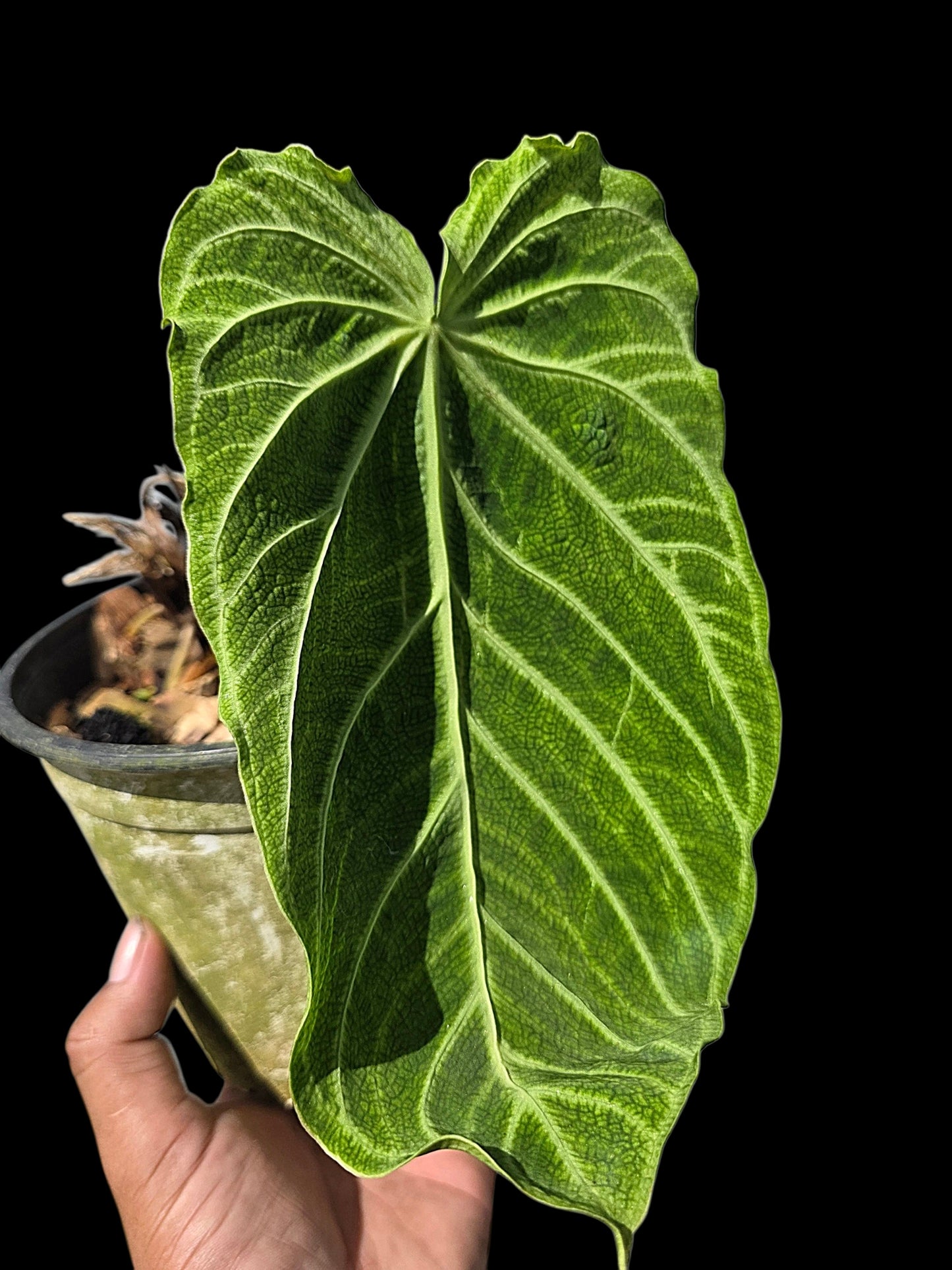 Anthurium sp. 'Andinum Lattice Crispus' Wild Ecotype (EXACT PLANT)