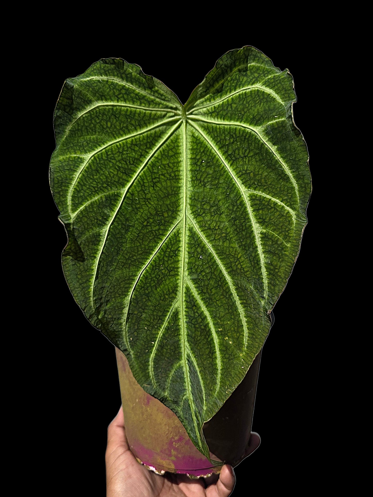 Anthurium sp. 'Andinum Lattice Crispus' Wild Ecotype (EXACT PLANT)