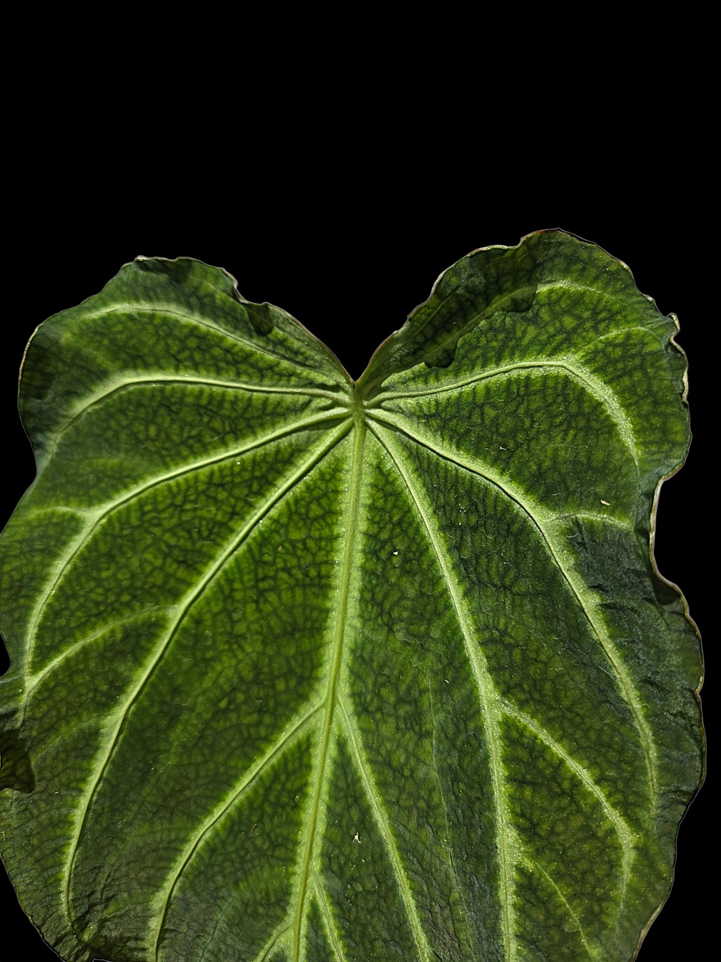 Anthurium sp. 'Andinum Lattice Crispus' Wild Ecotype (EXACT PLANT)