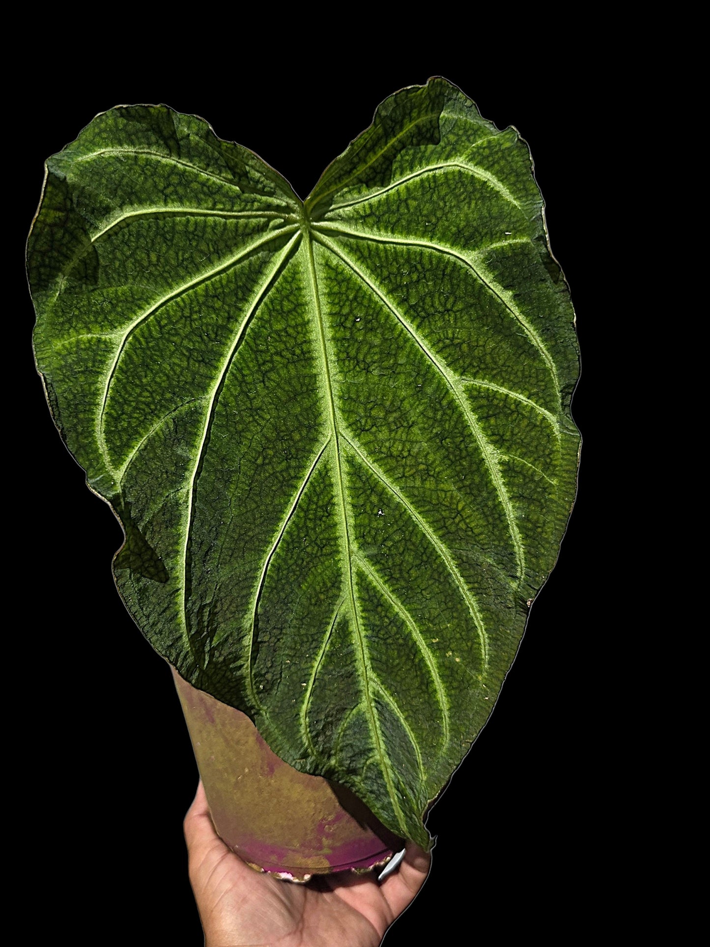 Anthurium sp. 'Andinum Lattice Crispus' Wild Ecotype (EXACT PLANT)