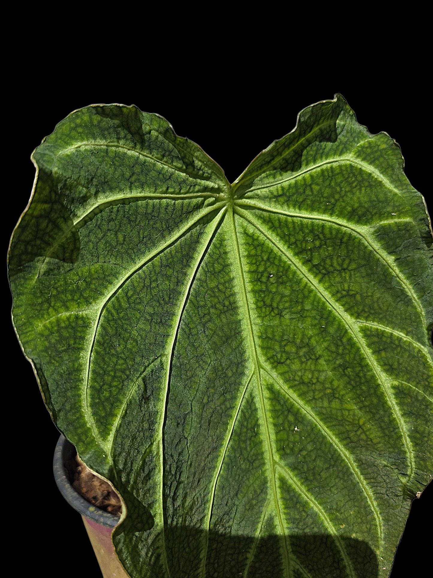 Anthurium sp. 'Andinum Lattice Crispus' Wild Ecotype (EXACT PLANT)
