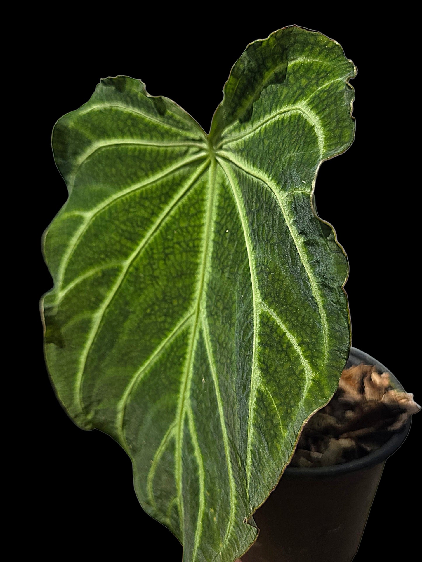 Anthurium sp. 'Andinum Lattice Crispus' Wild Ecotype (EXACT PLANT)
