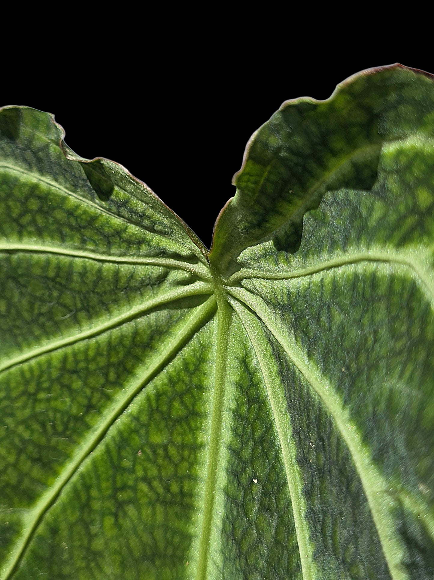 Anthurium sp. 'Andinum Lattice Crispus' Wild Ecotype (EXACT PLANT)
