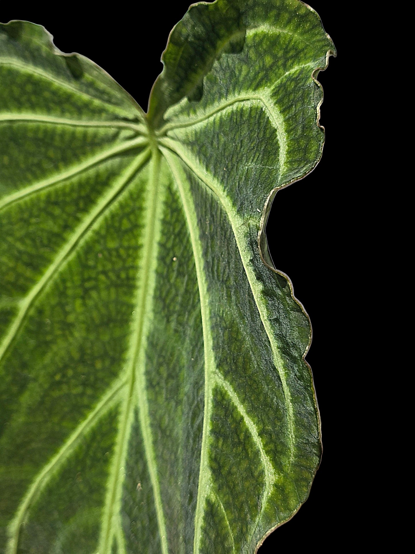 Anthurium sp. 'Andinum Lattice Crispus' Wild Ecotype (EXACT PLANT)