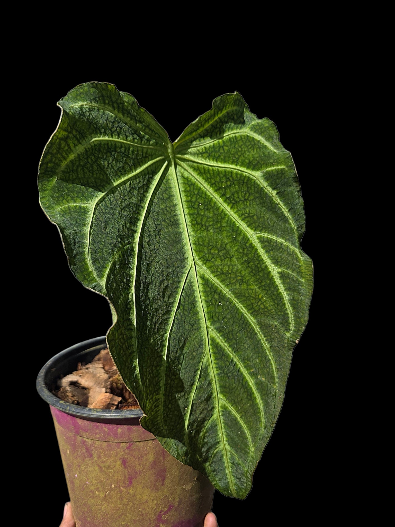アンスリウム　Sp. The Hope of The Amazon Anthurium – Amazon Plants Peru