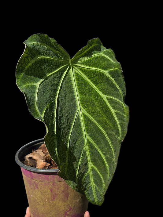Anthurium sp. 'Andinum Lattice Crispus' Wild Ecotype (EXACT PLANT)