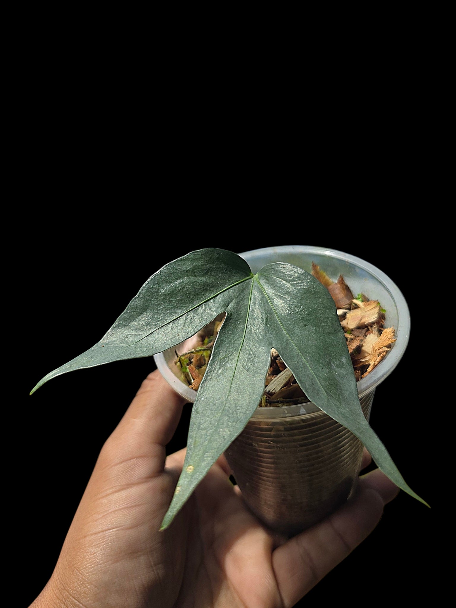 Anthurium – Amazon Plants Peru