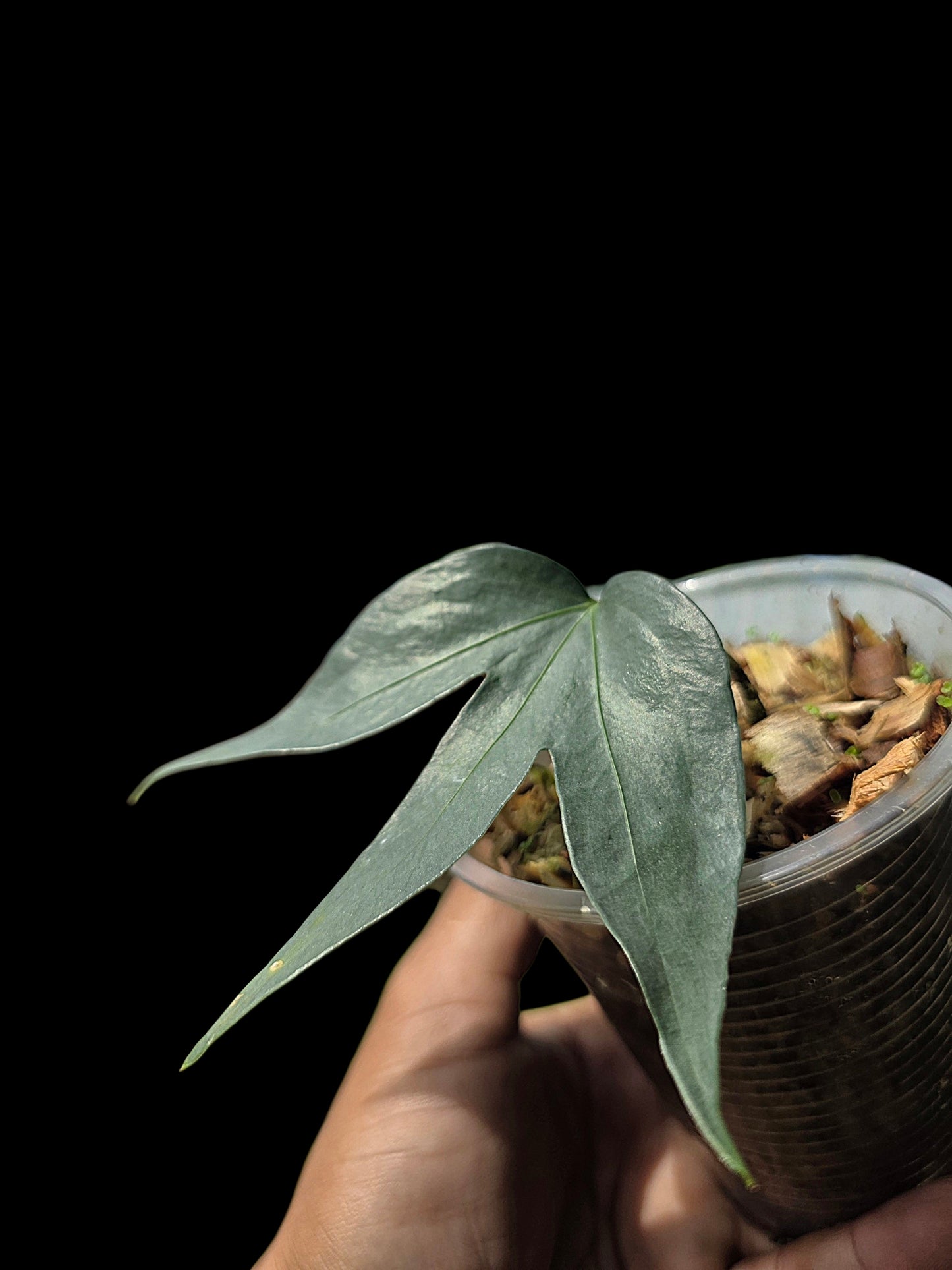 Anthurium sp. "Silver Fingers" (EXACT PLANT)