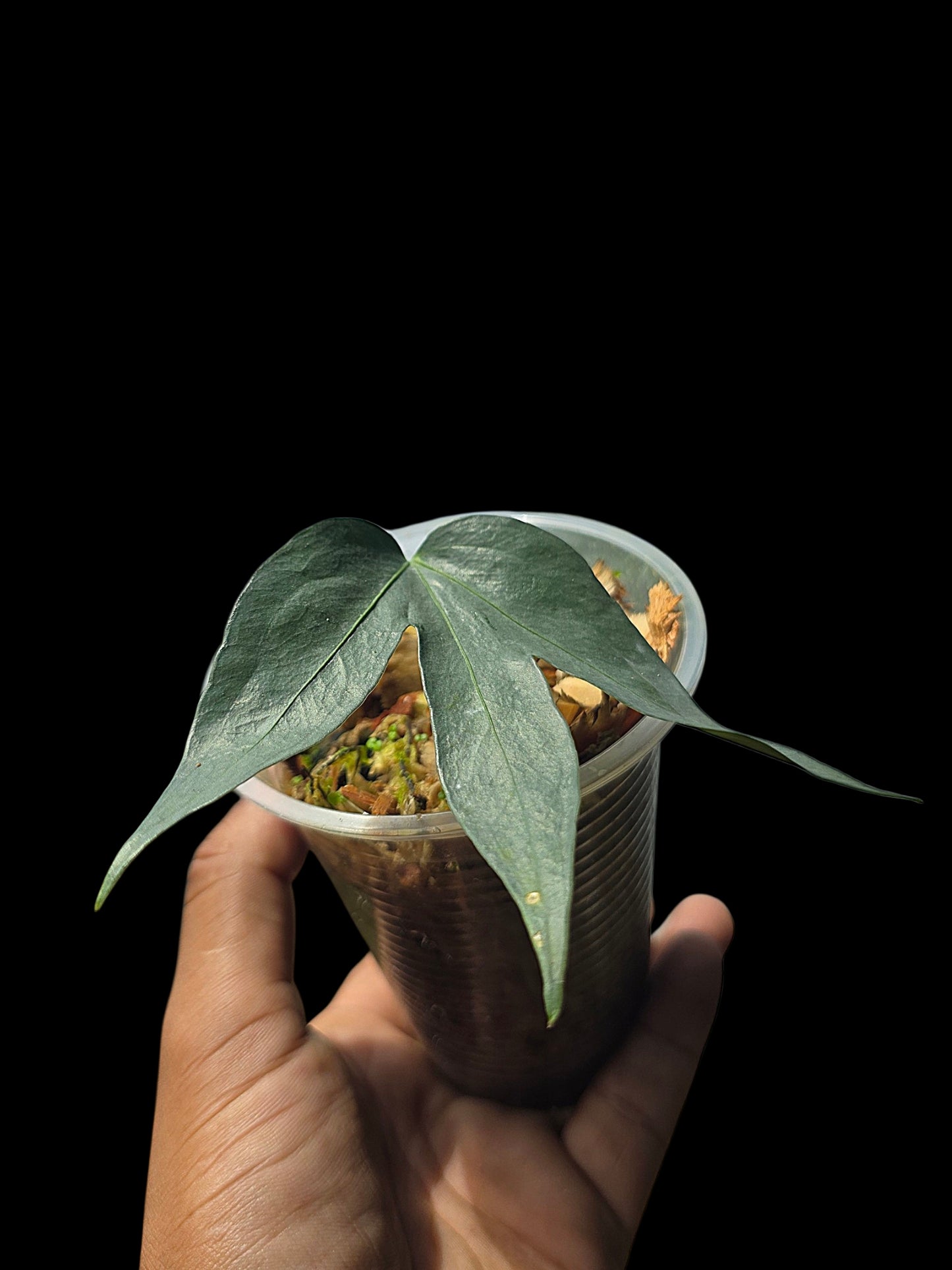Anthurium sp. "Silver Fingers" (EXACT PLANT)