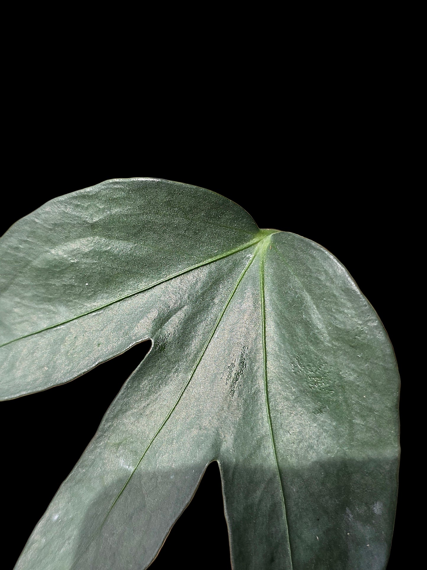 Anthurium sp. "Silver Fingers" (EXACT PLANT)