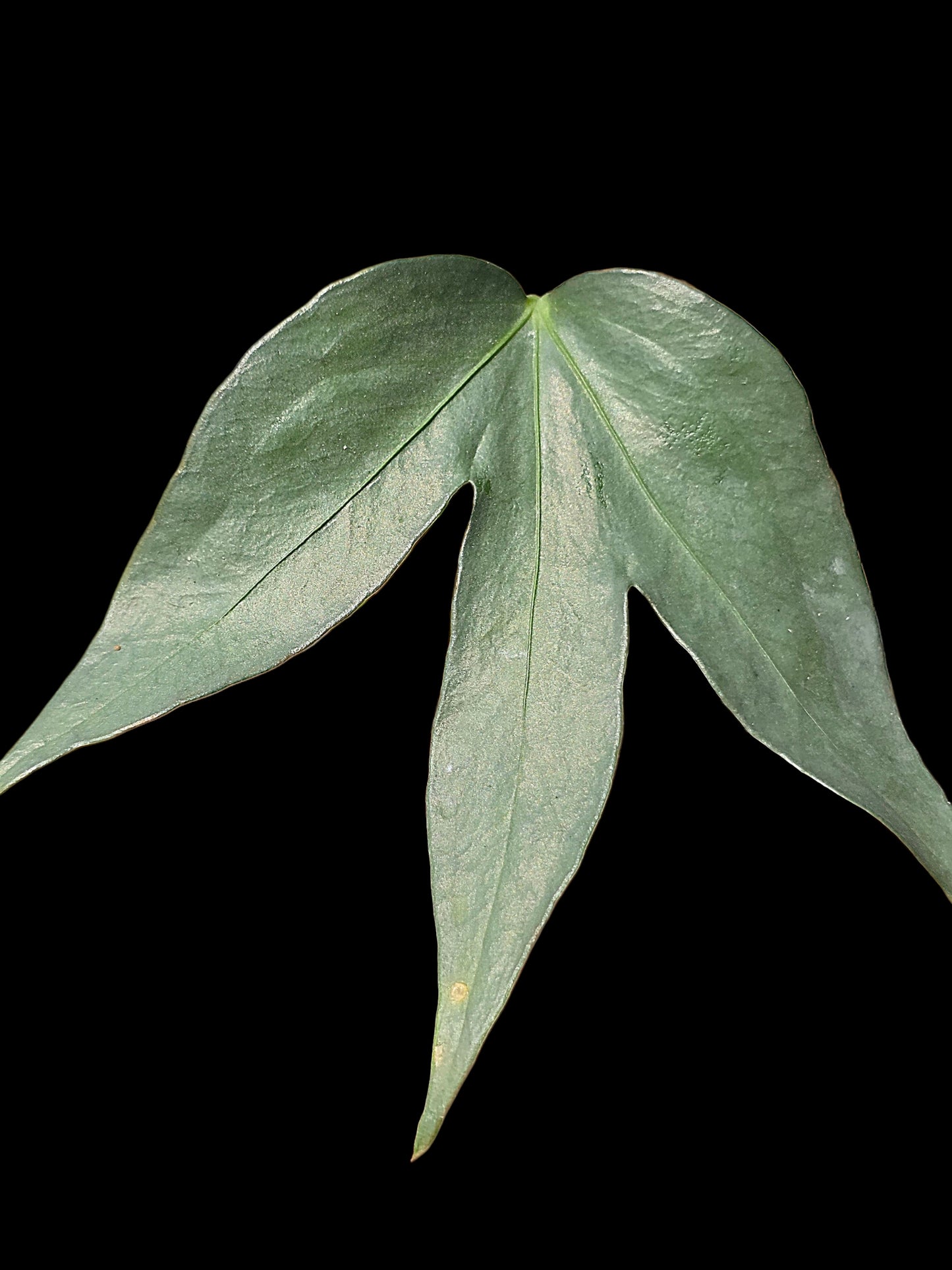 Anthurium sp. "Silver Fingers" (EXACT PLANT)